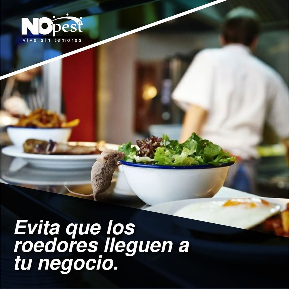seguridadalimentariaca_168470590_286141646327937_8738554766628510328_n